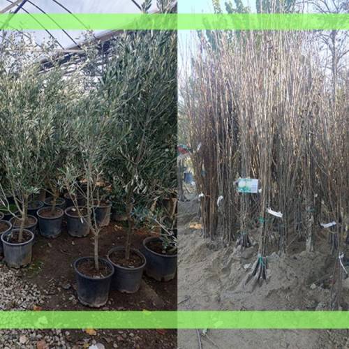 Bodur Meyve Fidanları ve Ağaçları